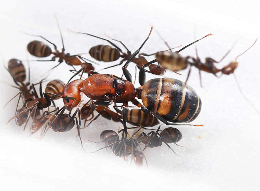 臭巨山蟻Camponotus habereri