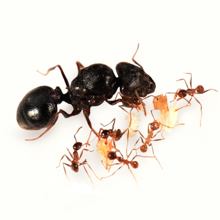 未知名大頭家蟻 Pheidole sp.