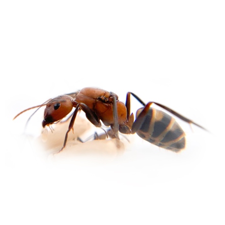 臭巨山蟻 【Camponotus habereri】