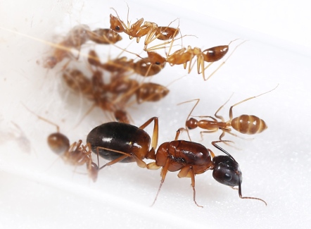 高雄巨山蟻 【Camponotus irritans】