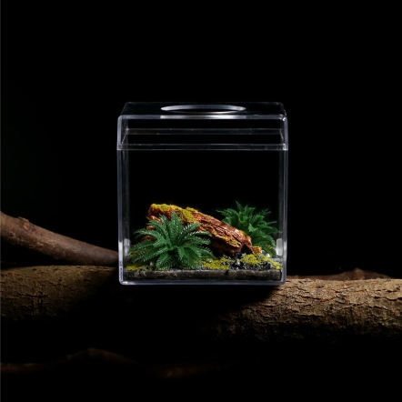 深林枯木系列 小型 餵食區 倒木之詩/墩木絮語/溪流呢喃