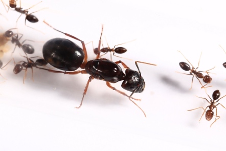 希氏巨山蟻camponotus Siemsseni