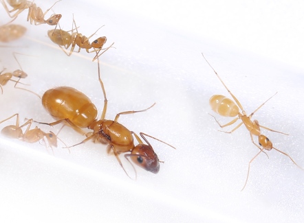 甜蜜巨山蟻 【Camponotus variegatus dulcis】