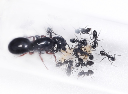 大黑巨山蟻 【Camponotus friedae】