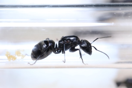 台北巨山蟻 【Camponotus formosensis】